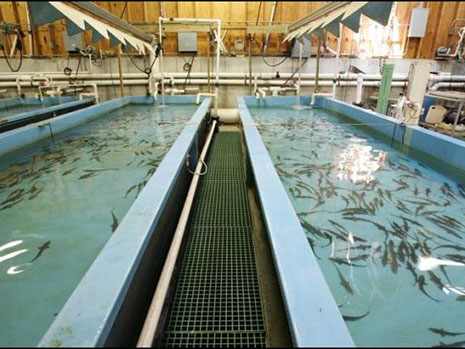 صفیه اب صنعتی برای پرورش آبزیان | تصفیه اب پرورش ماهی | لزوم تصفیه اب برای پرورش ماهی | قیمت تصفیه اب پرورش ماهی | صفیه اب استخر و پرورش ماهی |